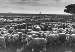 新南威尔士州的牧羊场
